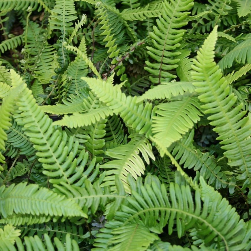 Blechnum