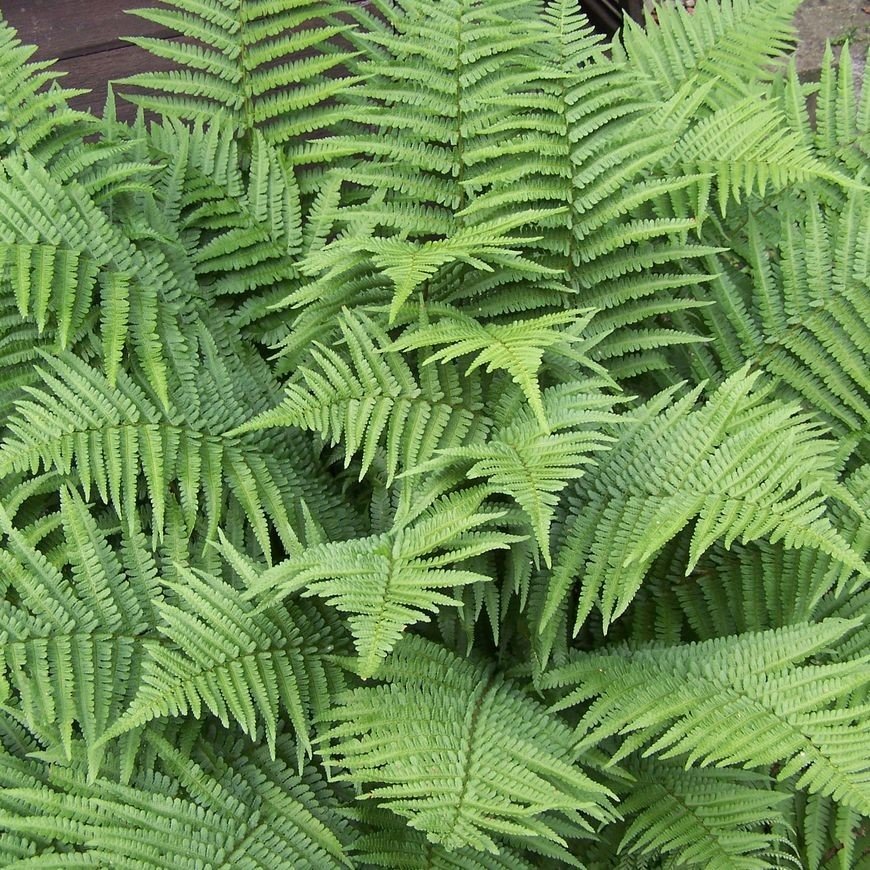 Dryopteris