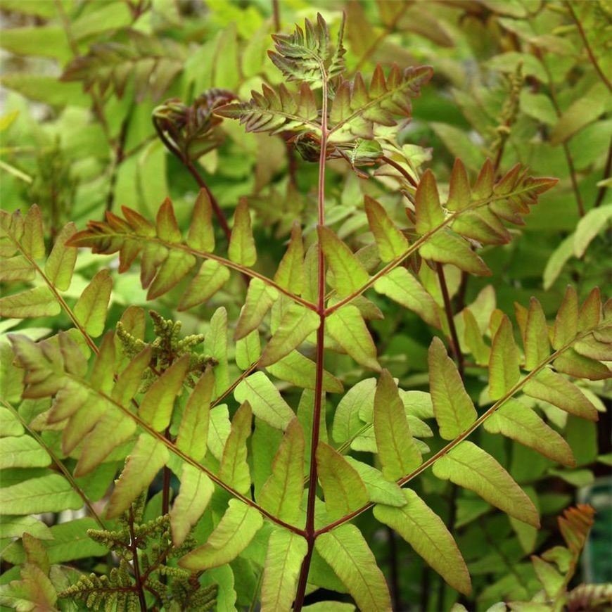 Osmunda