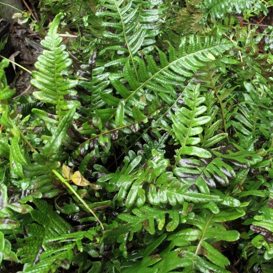 Polypodium