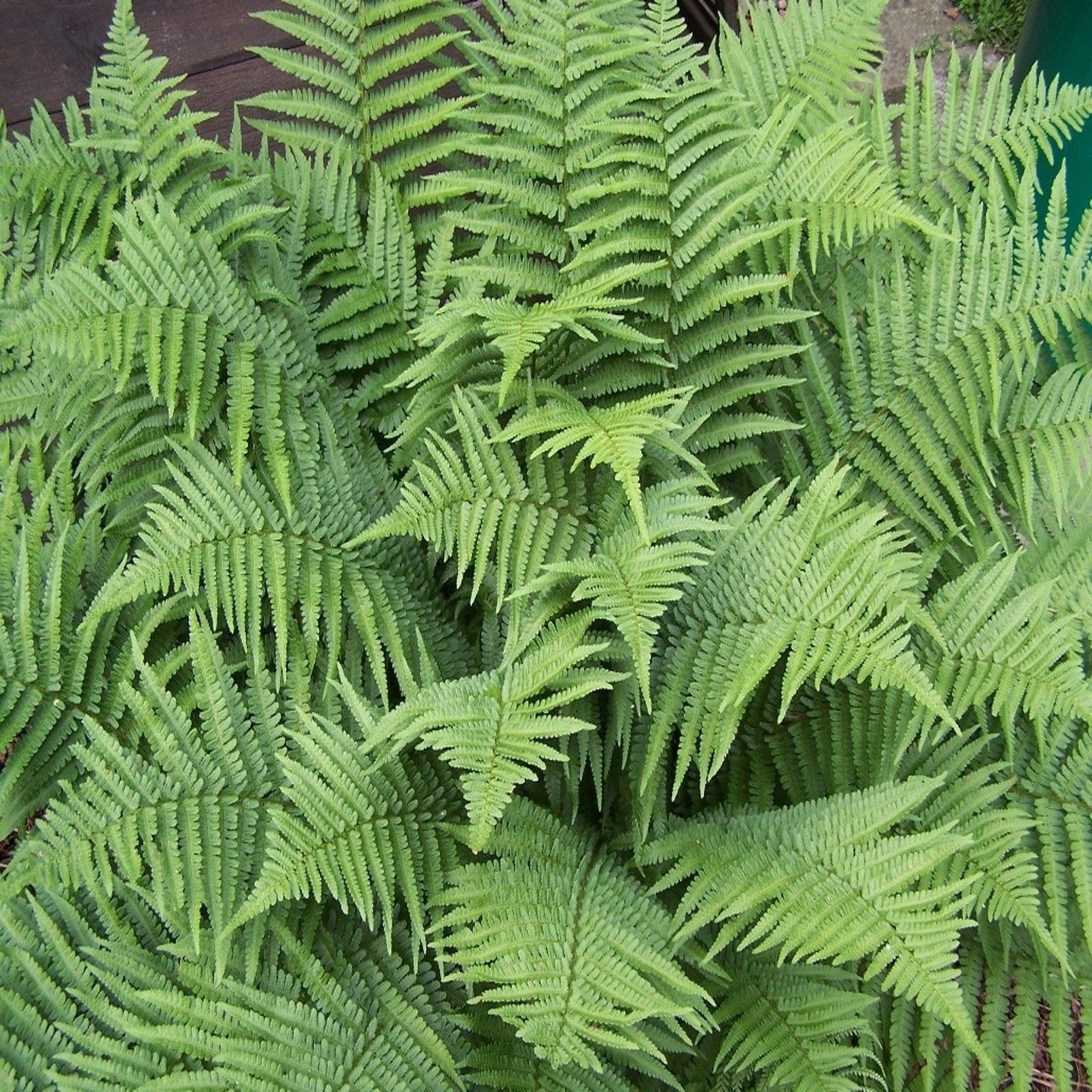 Polystichum