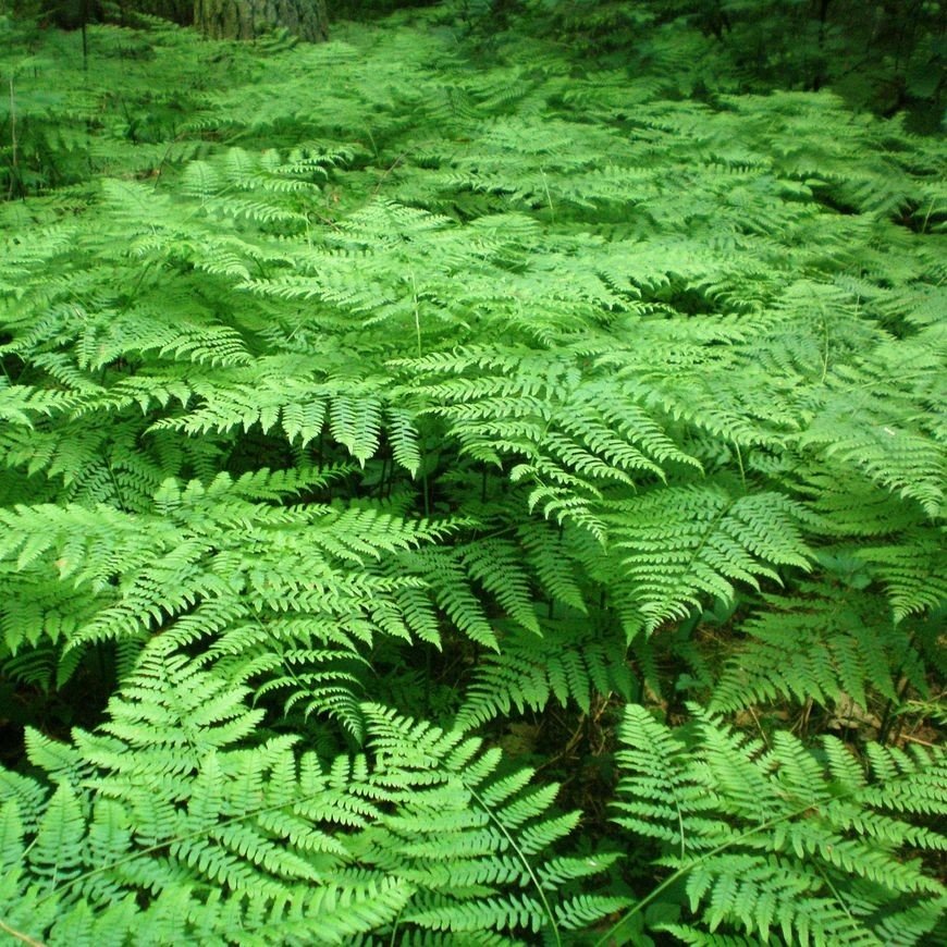 Pteridium