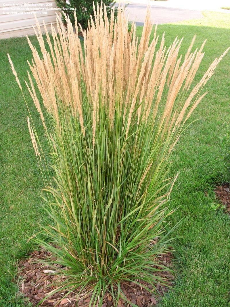 Calamagrostis