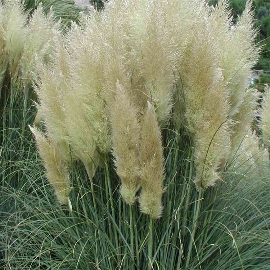 Cortaderia