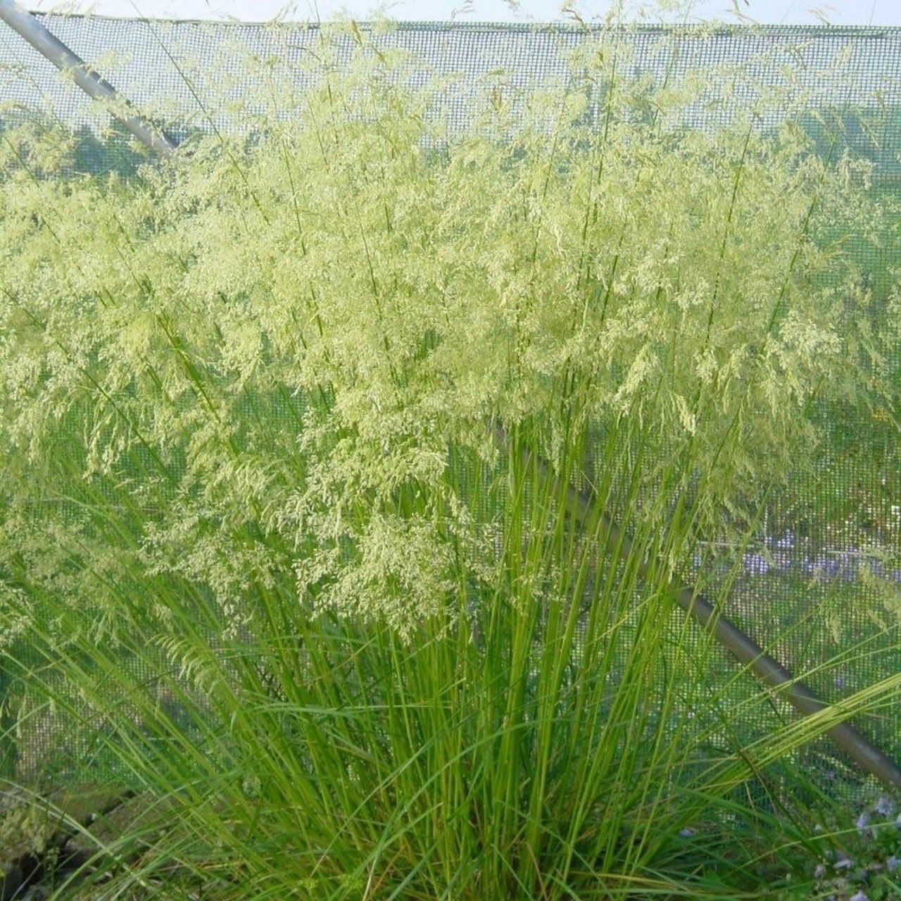 Deschampsia