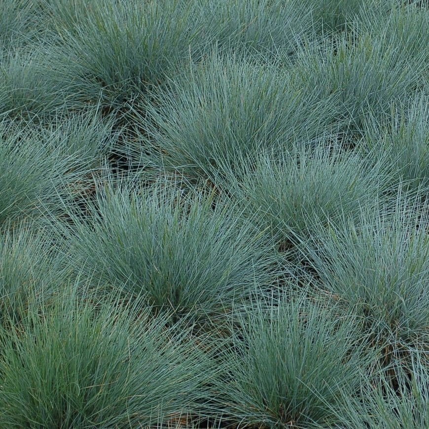 Festuca