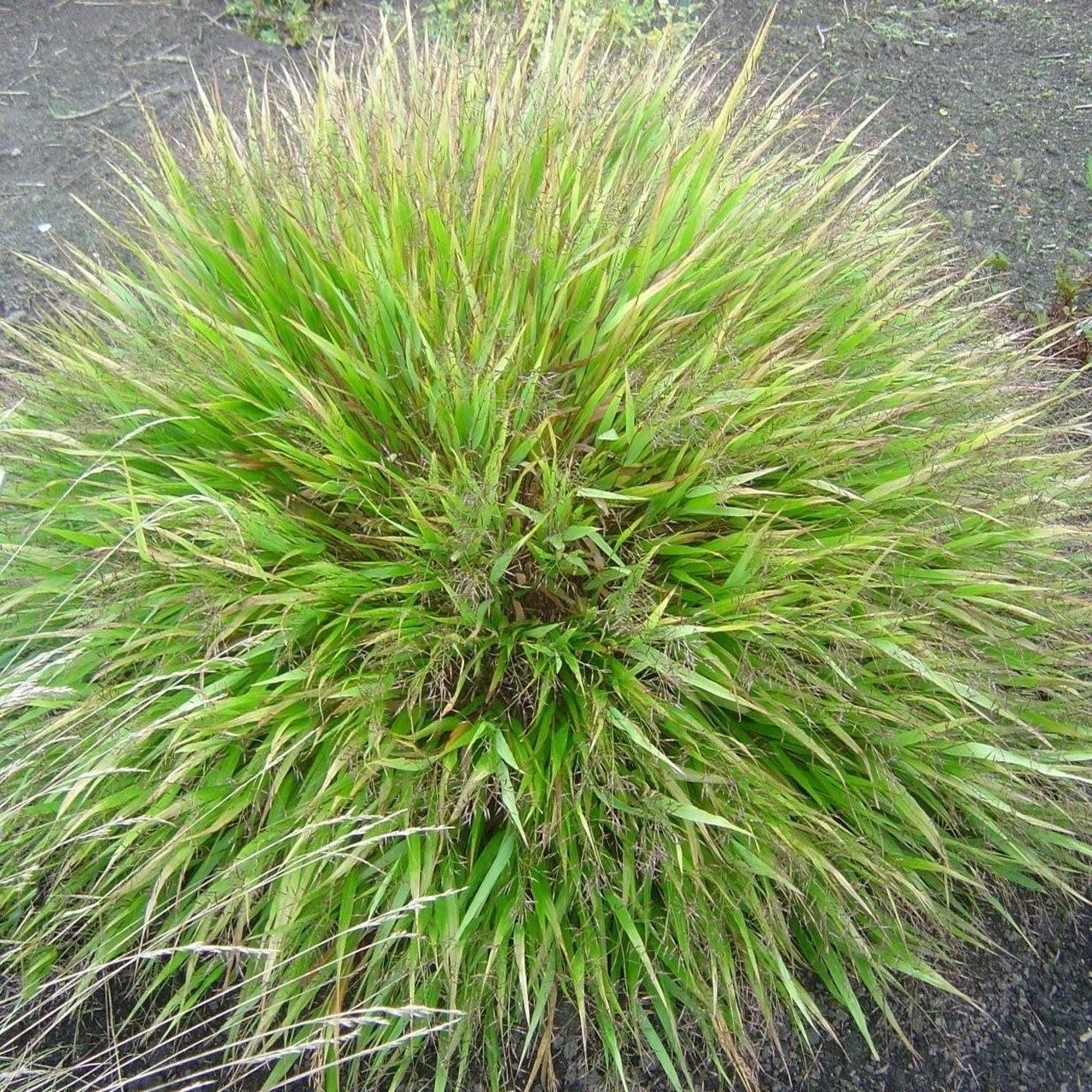 Hakonechloa