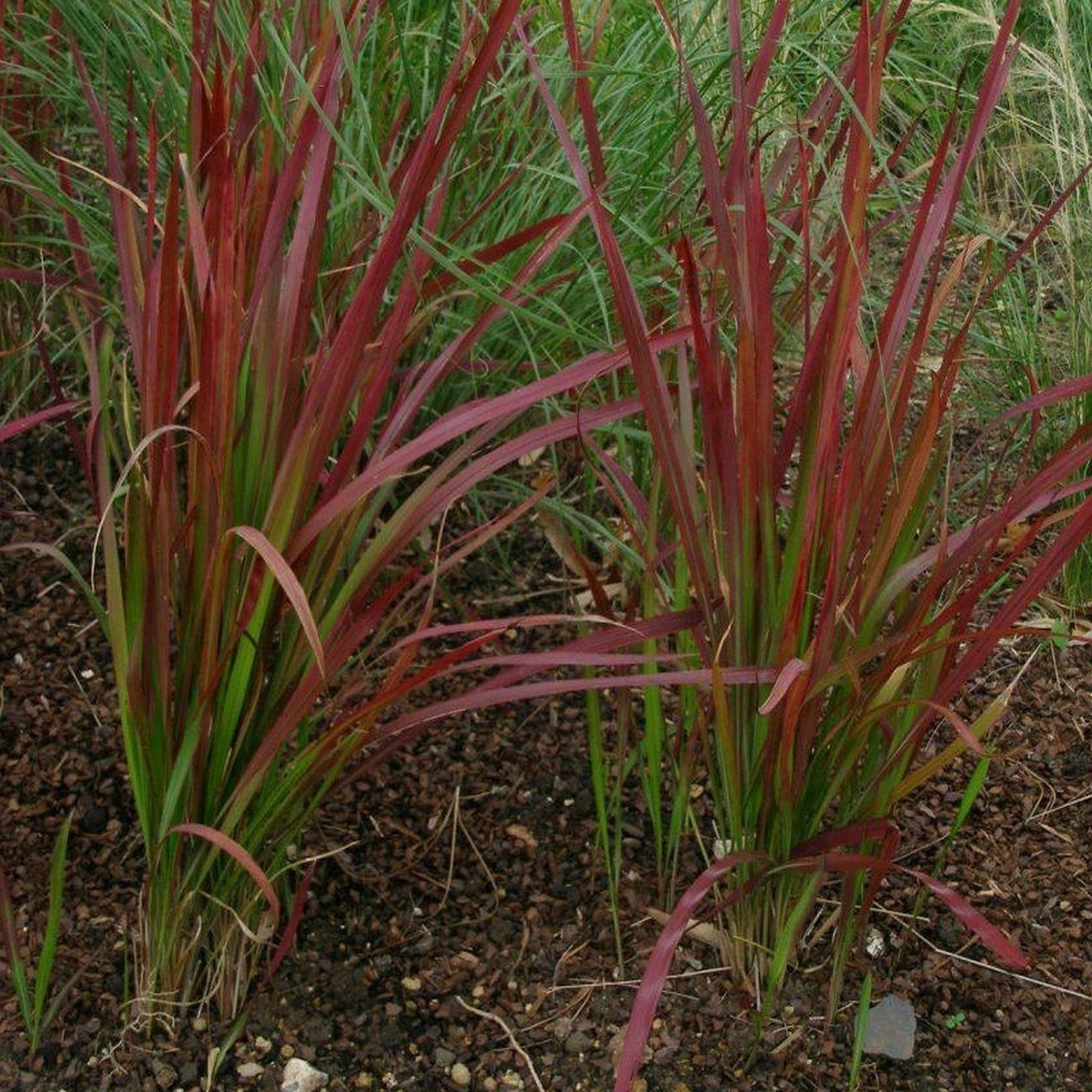 Imperata