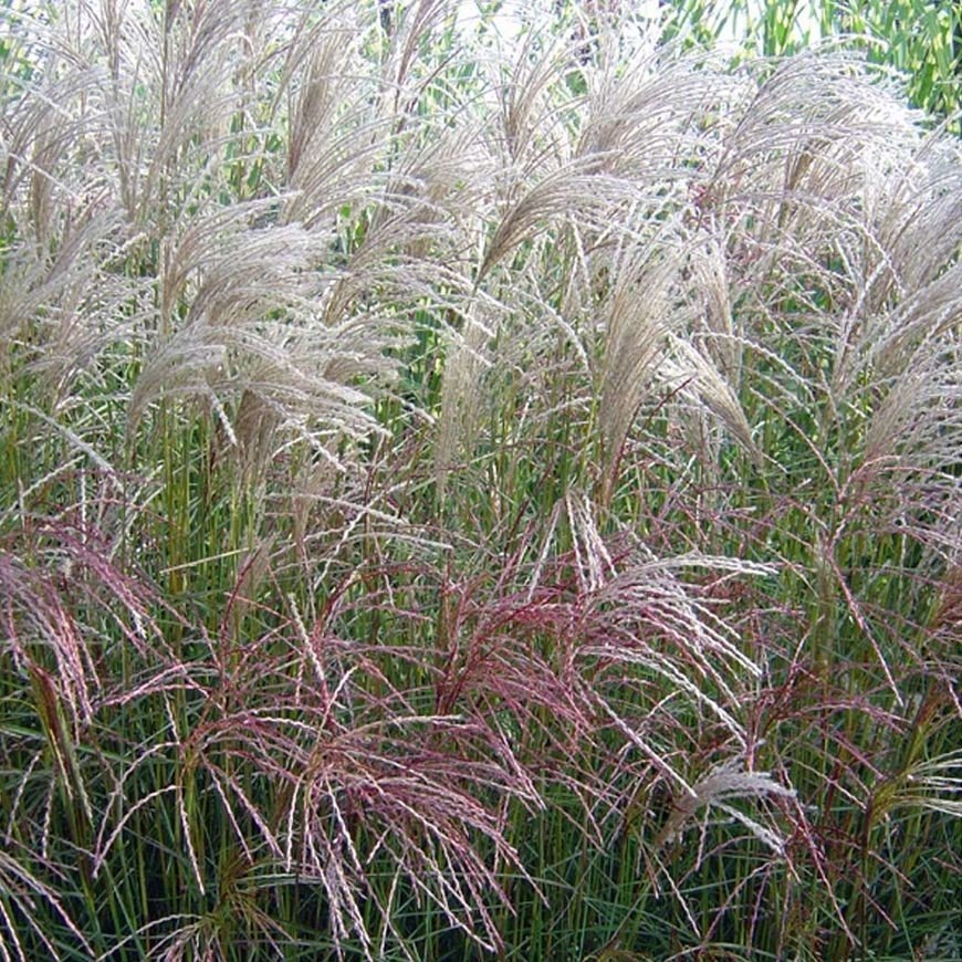 Miscanthus