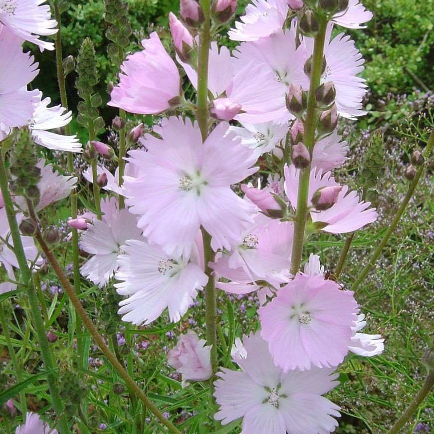 Sidalcea