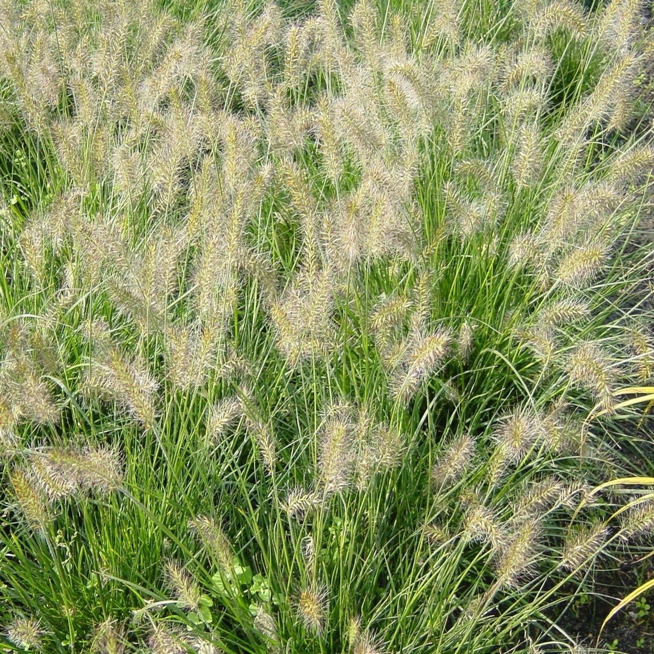 Pennisetum