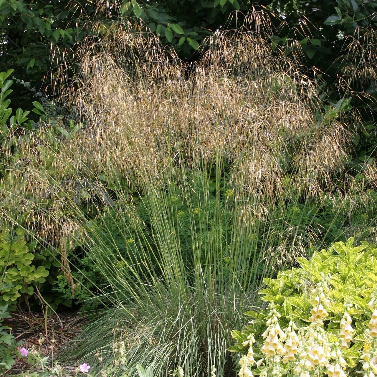 Stipa