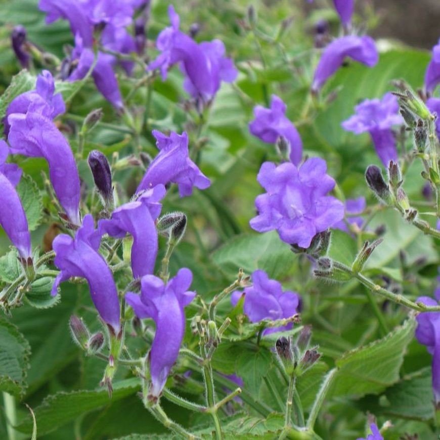 Strobilanthes