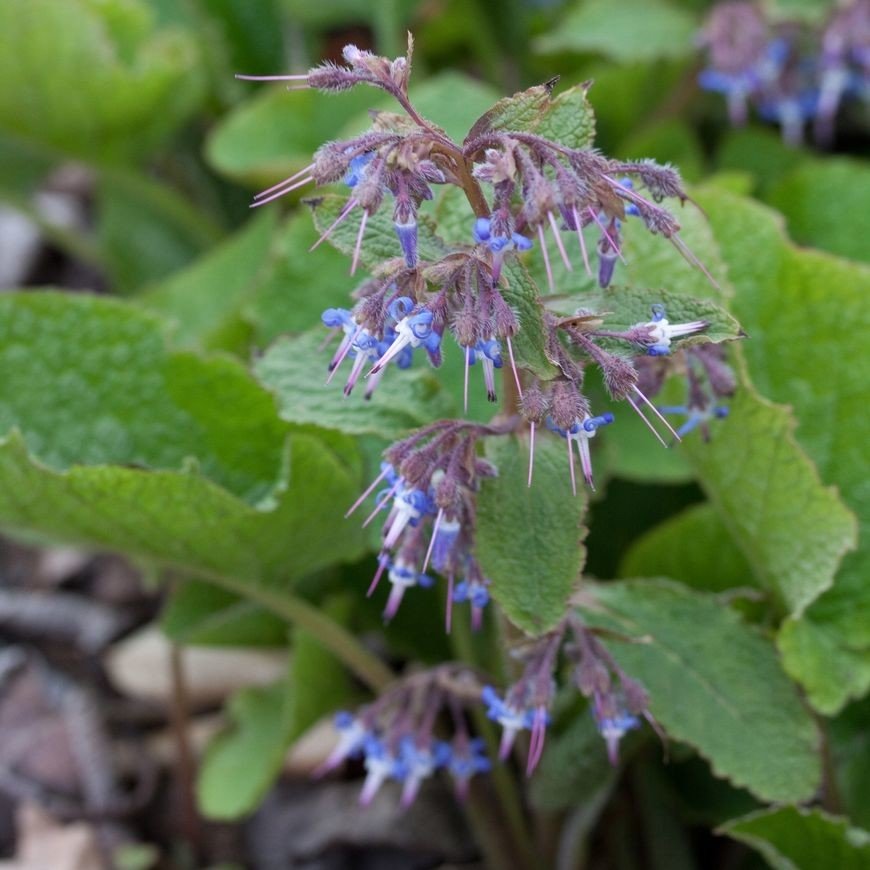 Trachystemon