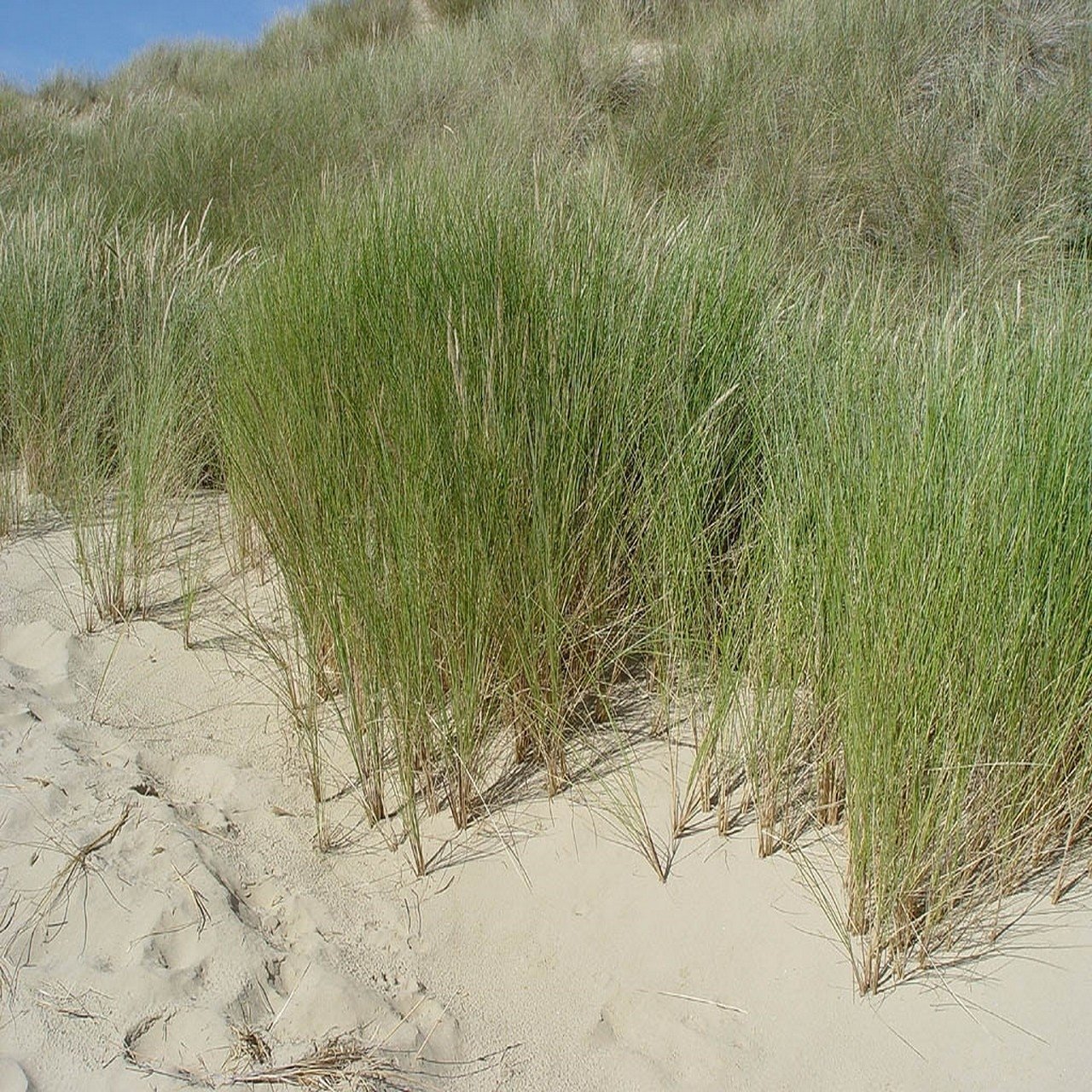 Ammophila