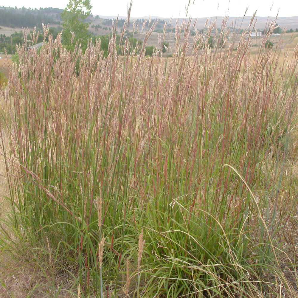 Andropogon