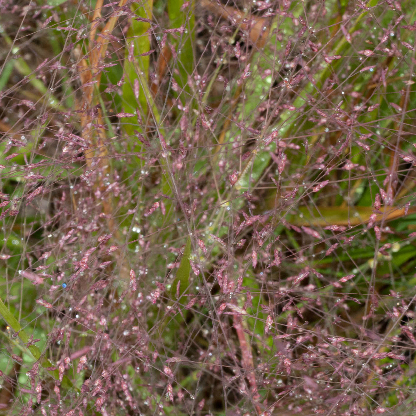 Eragrostis
