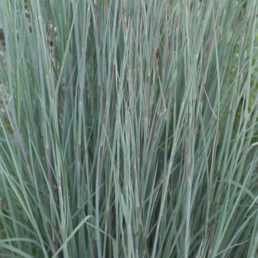 Schizachyrium