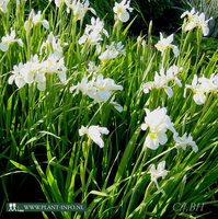 Iris s. 'Snow Queen' P9