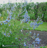 Salvia uliginosa P9