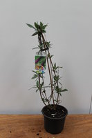 Buddleja d. 'Ile de France' C3