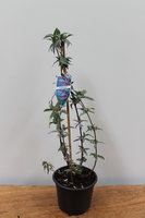 Buddleja d. 'Pink Delight' C3