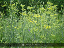 Foeniculum vulgare P9