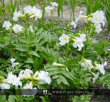 Incarvillea del. 'Snowtop' P9