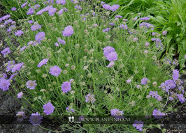 Scabiosa col. 'Butterfly Blue' P9