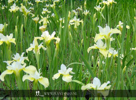 Iris s. 'Butter and Sugar' P9