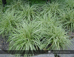 Carex ornithopoda 'Variegata' P9
