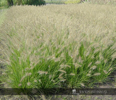 Pennisetum al. 'Hameln' P9
