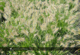 Pennisetum al. 'Little Bunny' P9