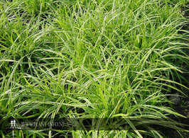 Carex morrowii 'Icedans' P9