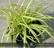 Carex oshimensis 'Evergold' P9