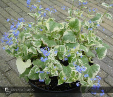 Brunnera m. 'Dawson's White' P9