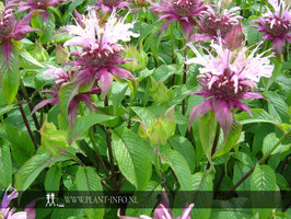 Monarda 'Beauty of Cobham' P9