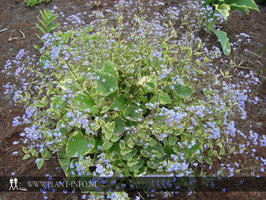 Brunnera m. 'Hadspen Cream' P9