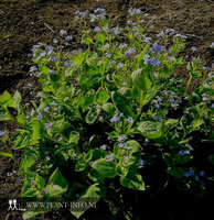 Brunnera macrophylla P9