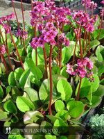 Bergenia 'Wintermärchen' P9