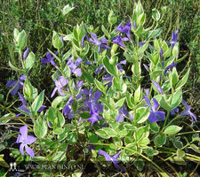 Vinca major 'Variegata' P9