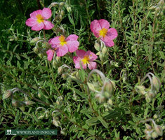Helianthemum 'Wisley Pink' P9