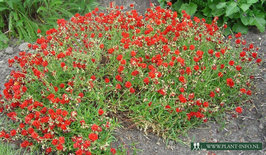 Helianthemum 'Amabile Plenum' P9