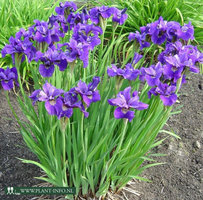 Iris s. 'Ruffled Velvet' P9