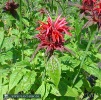 Monarda 'Cambridge Scarlet' P9