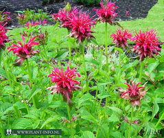 Monarda 'Mahogany' P9