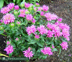 Monarda 'Petit Delight' ® P9