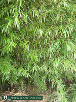 Phyllostachys bissetii C7,5