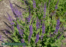 Salvia nemorosa 'Mainacht' P9
