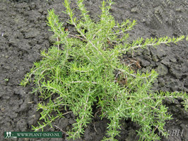 Rosmarinus officinalis 'Caprii' P9